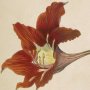 Barbadoes Amaryllis, Lily