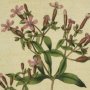 Basil Soapwort