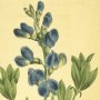 Blue Sophora