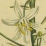 Broad Leaved Star of Bethlehem