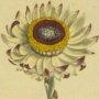 Brown Tipped Xeranthemum