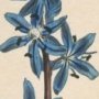 Byzantine Squill