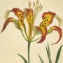 Catesby's Lily