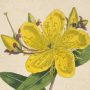 Chinese St. John's Wort