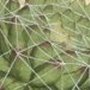 Cobweb Houseleek