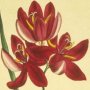 Crimson Ixia