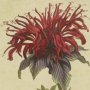 Crimson Monarda, Wild Bergamot, Hasemint, Bee Balm, Bergamot, Oswego Tea