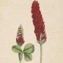 Crimson Trefoil, Clover, Italian Clover, Crimson Clover