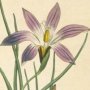 Crocus Leaved Ixia