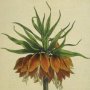 Crown Imperial