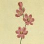 Curled Leaved Ixia