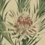 Dagger Leaved Protea