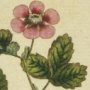 Dwarf Bramble, Crimson Bramble, Arctic Bramble