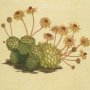 Dwarf Houseleek