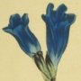 Dwarf Porcelain Flowered Gentian