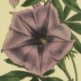 Egyptian Bindweed, Morning Glory