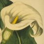 Ethiopian Calla, Anim Lily, Calla Lily