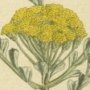 Fan Leaved Tansy