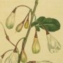 Four Winged Snowdrop Tree, Silverbell Tree, Snowdrop Tree