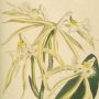 Fringed Epidendrum