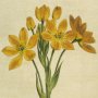 Golden Ornithogalum