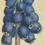 Grape Hyacinth