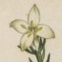 Great Flowered Passerina