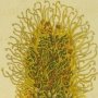 Heath Leaved Banksia