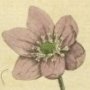 Hepatica, Noble Liverwort, Red Hepatica