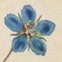 Italian Pimpernel, Blue Pimpernel