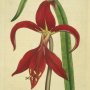 Jacobaean Amaryllis, Jacobean Lily, St James Lily, Aztec Lily