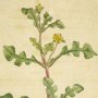 Jagged Leaved Fig Marigold