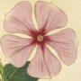 Madagascar Periwinkle