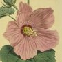 Marsh Hibiscus, Common Rose Mallow, Swamp Rose Mallow, Giant Mallow, Marsh Mallow, Sea Hollyhock