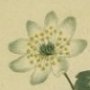 Meadow Rue Leaved Anemone, Rue Anemone