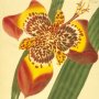 Mexican Ferraria, Tiger Flower, Peacock Flower, Tiger Flower, Flower of Tigris