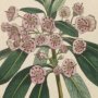 Narrow Leaved Kalmia, Sheep Laurel, Pig Laurel, Lambkill