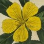 Narrow Leaved Turnera, West Indian Holly, Sage Rose