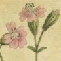 Pendulous Catchfly, Campion, Catchfly