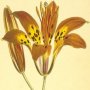 Philadelphian Lily, Wood Lily