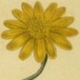 Pinnated Othonna, African Ragwort