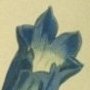 Porcelane Flowered Gentian