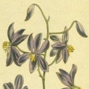 Purple Flowered Cyanella, Lady's Hand