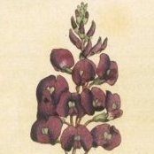 Purple Glycine, Vine Lilac, Purple Coral Pea, False Saisparilla