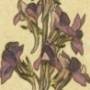 Purple Toadflax, Toadflax, Spurred Snapdragon