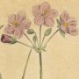 Roman Crane's Bill, Storksbill, Heron's Bill