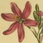 Rose Coloured Ixia