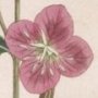 Rose Coloured Oenothera, Evening Primrose, Sundrops, Suncups