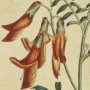 Scarlet Bladder Senna