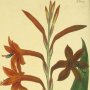 Scarlet Flag Leaved Watsonia